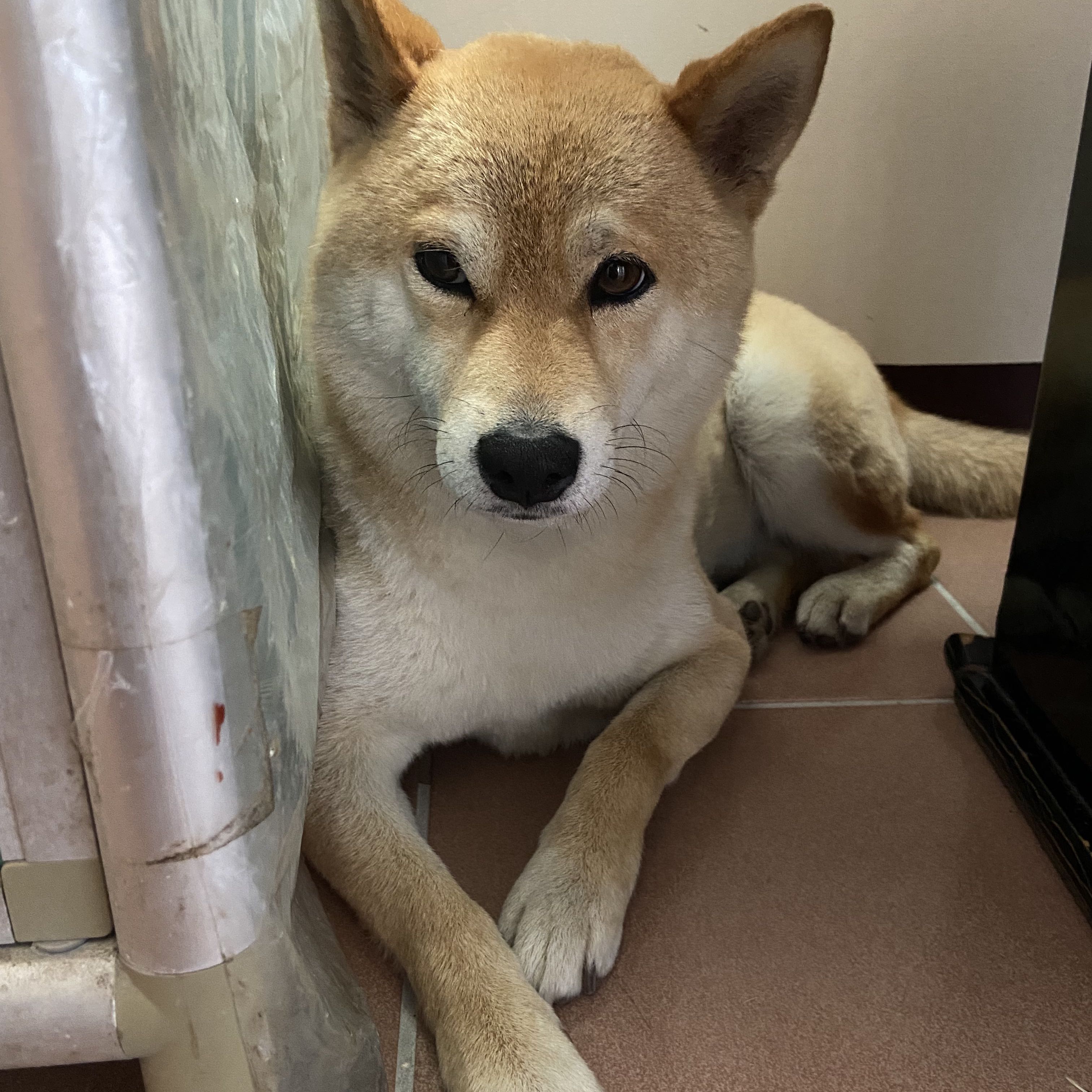 頭像