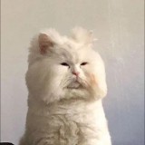 （分類：）位於 。 由 COSBAS 提交（商品編號 1363285740，圖片 1）。簡介： 。