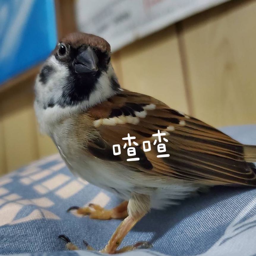 由 smallmomo.1 (刊登 ID 1301706029，圖片 1) 提交，位於 的 (類別：)，說明：。