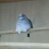 (分類:)位於 。 由 phatpidgeon 提交(商品編號 1439525683,圖片 1)。簡介: 。