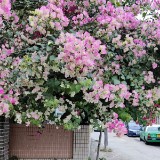 （分類：）位於 。 由 hi1029 提交（商品編號 1381089263，圖片 1）。簡介： 。