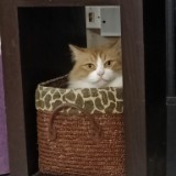 (Category: ) located in . Submitted by rosminahrohani.2327 (Listing ID 1442970641, Image 1). Description: .