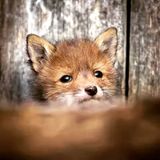 （分類：）位於 。 由 fox132 提交（商品編號 1384572851，圖片 1）。簡介： 。