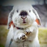 （分類：）位於 。 由 Rabbit_888 提交（商品編號 1320220655，圖片 1）。簡介： 。
