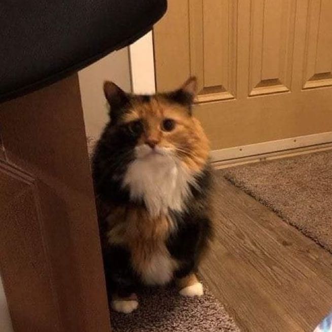 (Category: ) located in . Submitted by mellowbellow (Listing ID 1373644201, Image 1). Description: .