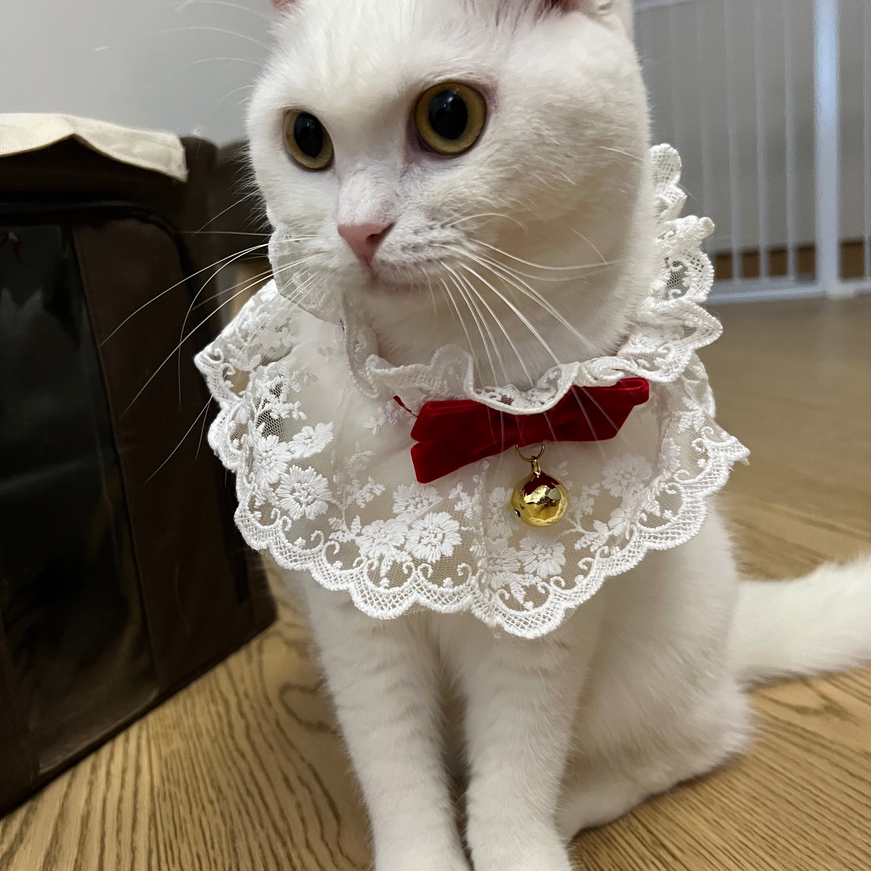 （分類：）位於 。 由 Daudau_cat 提交（商品編號 1227894467，圖片 1）。簡介： 。