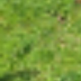 (Category: ) located in . Submitted by plantman809051 (Listing ID 1363406186, Image 1). Description: .