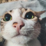 (Category: ) located in . Submitted by decluttering_catto (Listing ID 1251827191, Image 1). Description: .