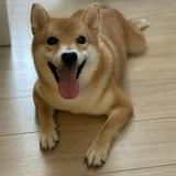 （分類：）位於 。 由 objet.trouve 提交（商品編號 1352961771，圖片 1）。簡介： 。