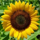 (Category: ) located in . Submitted by rhrecycle (Listing ID 1374446754, Image 1). Description: .