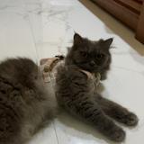 (Kategori: ) berada di . Dikirim oleh ayoborongpls (ID iklan 1377299085, Gambar 1). Deskripsi: .
