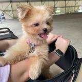 (Category: ) located in . Submitted by babylollipop (Listing ID 1370377725, Image 1). Description: .