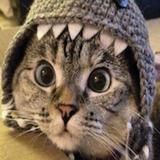 (Category: ) located in . Submitted by totemoflol (Listing ID 1250513839, Image 1). Description: .