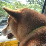 （分類：）位於 。 由 qiip_lttyy 提交（商品編號 1380291512，圖片 1）。簡介： 。