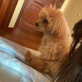 (Category: ) located in . Submitted by zarastanline (Listing ID 1366280281, Image 1). Description: .