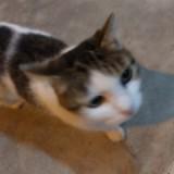 (Category: ) located in . Submitted by sanr1oshoe (Listing ID 1332524477, Image 1). Description: .