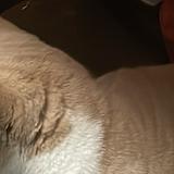 （分類：）位於 。 由 real_hker 提交（商品編號 1379399825，圖片 1）。簡介： 。