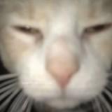 (Category: ) located in . Submitted by whynotbro (Listing ID 1380799949, Image 1). Description: .