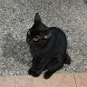 (Category: ) located in . Submitted by nurulzaheerah (Listing ID 1426344529, Image 1). Description: .