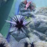 (Category: ) located in . Submitted by FastNfurious (Listing ID 1180800039, Image 1). Description: .