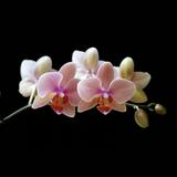 （分類：）位於 。 由 shuiyunbei333 提交（商品編號 1382889075，圖片 1）。簡介： 。