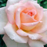 (分類:)位於 。 由 summer_2008 提交(商品編號 1429199448,圖片 1)。簡介: 。