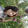 (Category: ) located in . Submitted by phuongthu051180 (Listing ID 1383985362, Image 1). Description: .