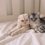 由 jiji_cat (刊登 ID 1384742514，圖片 1) 提交，位於 的 (類別：)，說明：。
