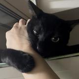 由 54temmie (刊登 ID 1384185142，圖片 1) 提交，位於 的 (類別：)，說明：。