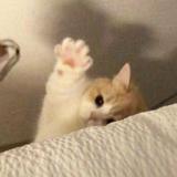 (Category: ) located in . Submitted by MIAOMEOWMEOWMIAO (Listing ID 1271423383, Image 1). Description: .