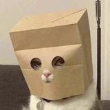 由 CatC62582 (刊登 ID 1343348484，圖片 1) 提交，位於 的 (類別：)，說明：。