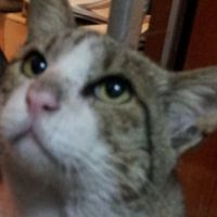 （分類：）位於 。 由 bobo121012703757 提交（商品編號 1299215787，圖片 1）。簡介： 。