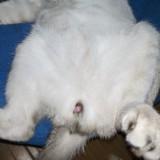 (Category: ) located in . Submitted by shankpie (Listing ID 1299772773, Image 1). Description: .