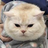 由 Catcatcat (刊登 ID 1385747302，圖片 1) 提交，位於 的 (類別：)，說明：。