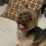 （分類：）位於 。 由 lau.whitney1998 提交（商品編號 1380694004，圖片 1）。簡介： 。