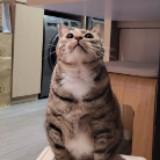 （分類：）位於 。 由 sesame_mungbean444 提交（商品編號 1385313015，圖片 1）。簡介： 。