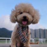 （分類：）位於 。 由 Nedved 提交（商品編號 1261979966，圖片 1）。簡介： 。