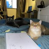 (Category: ) located in . Submitted by benn_dn (Listing ID 1380276543, Image 1). Description: .