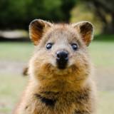 (Category: ) located in . Submitted by Quokkafloka (Listing ID 1367493956, Image 1). Description: .