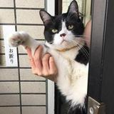 由 thebigcat_camera (刊登 ID 1384308961，圖片 1) 提交，位於 的 (類別：)，說明：。