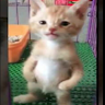 (Category: ) located in . Submitted by kritaya (Listing ID 1334981116, Image 1). Description: .