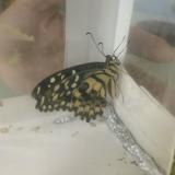 （分類：）位於 。 由 waiyee327 提交（商品編號 1371483504，圖片 1）。簡介： 。