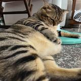 由 t110017mike (刊登 ID 1384934941，圖片 1) 提交，位於 的 (類別：)，說明：。