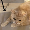 由 a706260326604335 (刊登 ID 1322241139，圖片 1) 提交，位於 的 (類別：)，說明：。