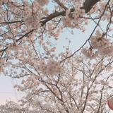 由 melony2 (刊登 ID 1385350799，圖片 1) 提交，位於 的 (類別：)，說明：。