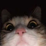 (Category: ) located in . Submitted by popapotato (Listing ID 1449372627, Image 1). Description: .