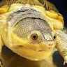 （分類：）位於 。 由 teslatorres01 提交（商品編號 1371521466，圖片 1）。簡介： 。