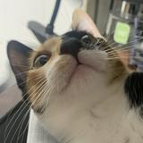 由 ccchen012 (刊登 ID 1385922874，圖片 1) 提交，位於 的 (類別：)，說明：。