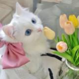 (Category: ) located in . Submitted by azenthings (Listing ID 1290362124, Image 1). Description: .