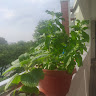 (Category: ) located in . Submitted by shi_gan (Listing ID 1381675129, Image 1). Description: .